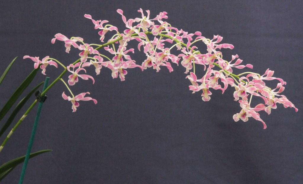 Dendrobium Fraser's Lavender Curls - photo 2