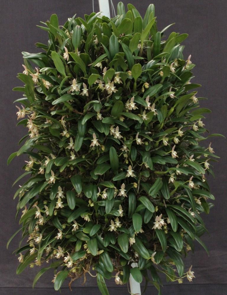 Bulbophyllum ambrosia