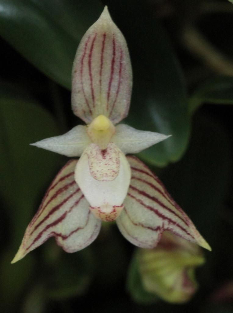 Bulbophyllum ambrosia subsp. nepalensis - photo 2
