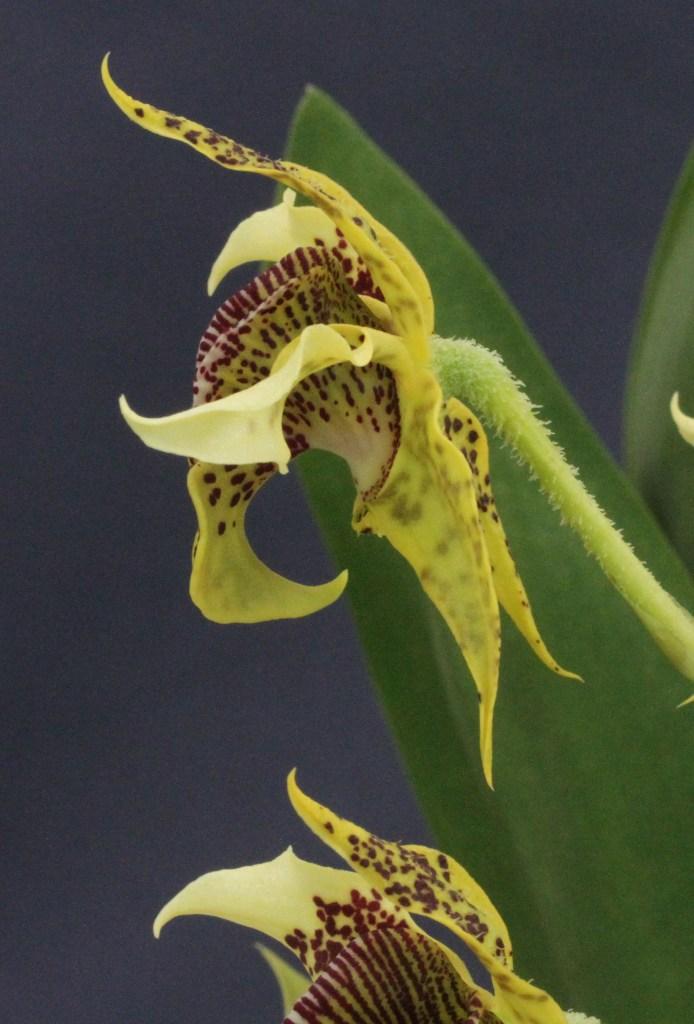 Dendrobium Honeycomb - photo 2