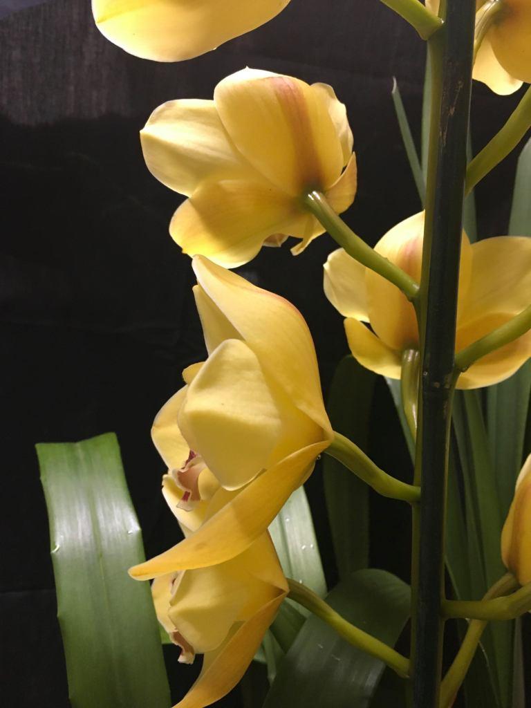 Cymbidium Coraki Glowing - photo 2