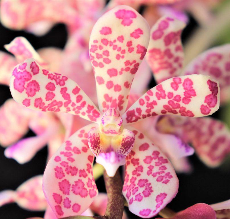 Rhynvandopsis Memoria Mary Nattrass