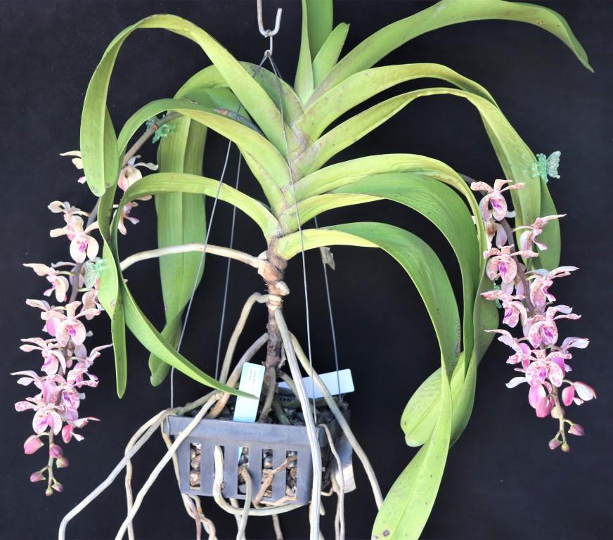 Rhynvandopsis Memoria Mary Nattrass - photo 2