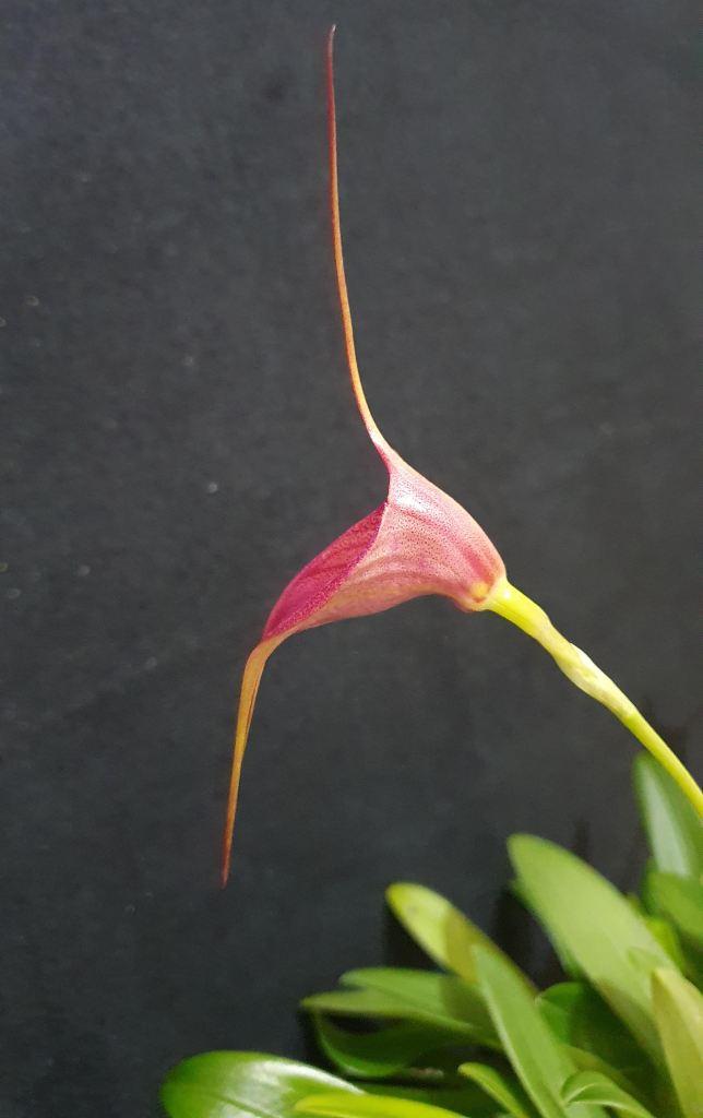 Masdevallia Blazing Wing - photo 2