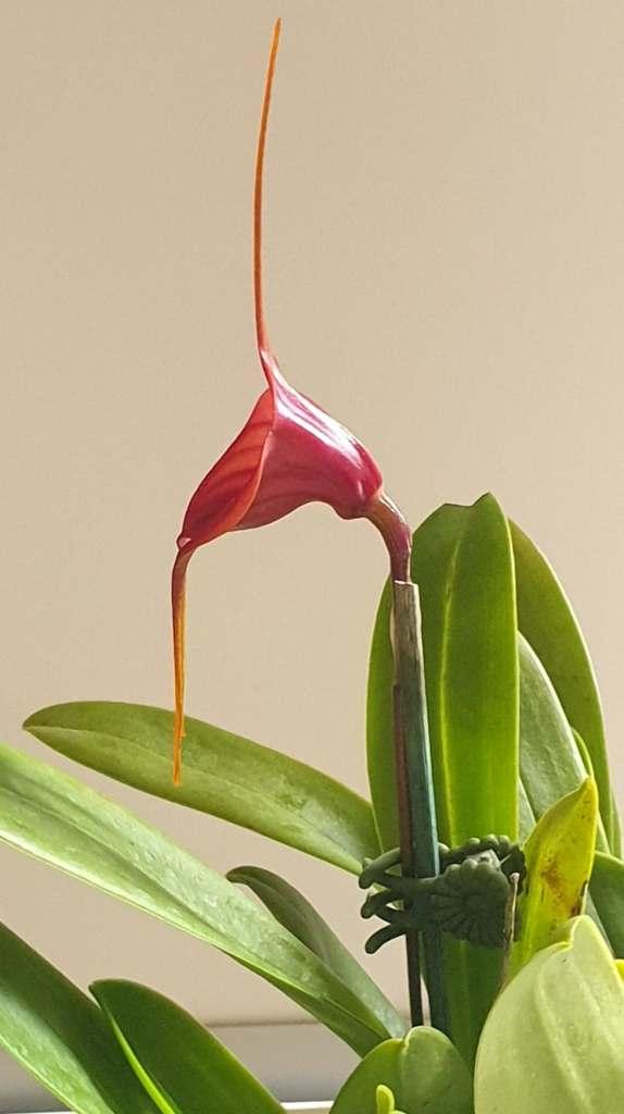 Masdevallia Hot Shot - photo 2