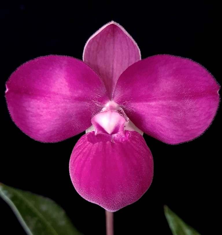 Phrag Samuel Crothers