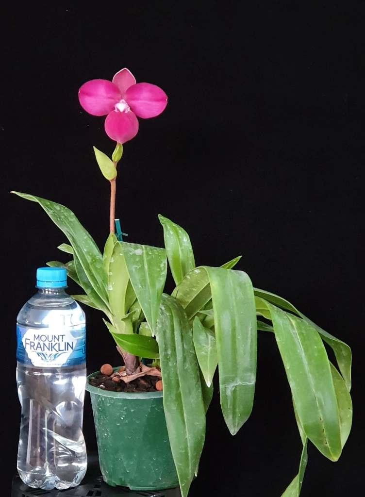 Phragmipedium Samuel Crothers - photo 2