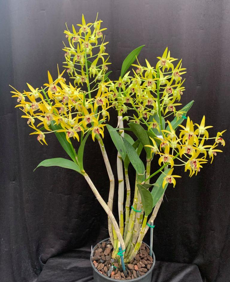 Dendrobium Graeme Banks - photo 2