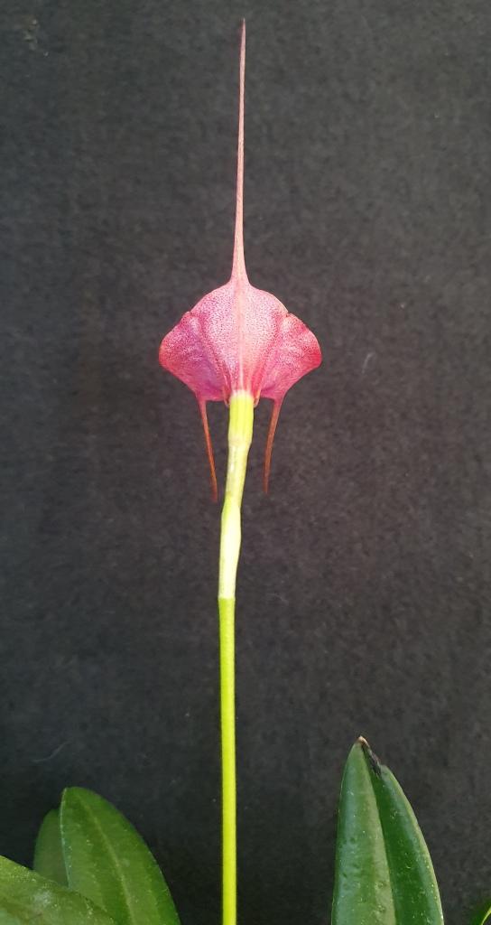Masdevallia Blazing Wing - photo 2