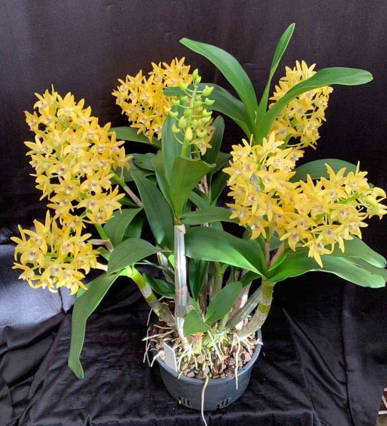 Dendrobium Brimbank Dream - photo 2