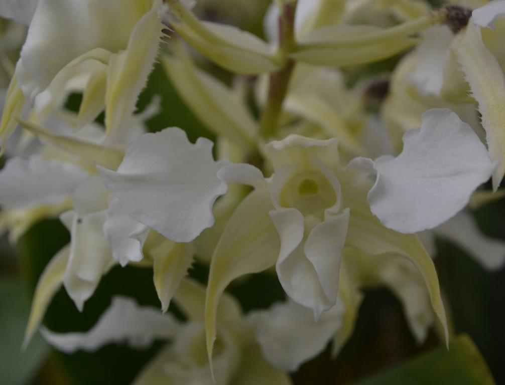 Dendrobium forbesii