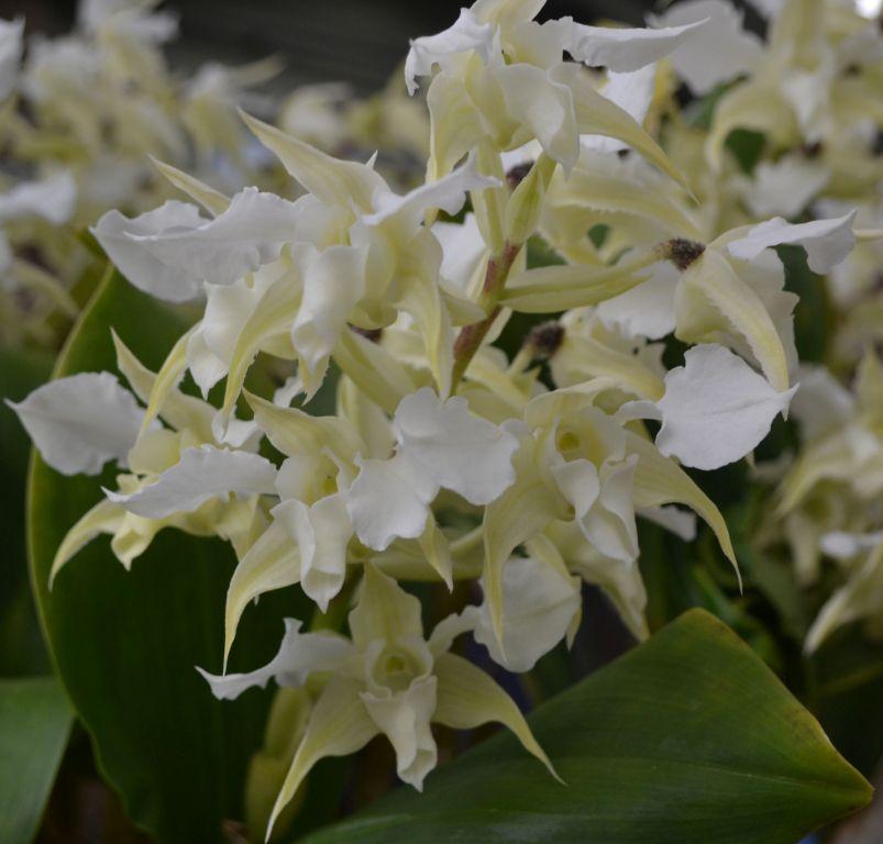 Dendrobium forbesii - photo 2