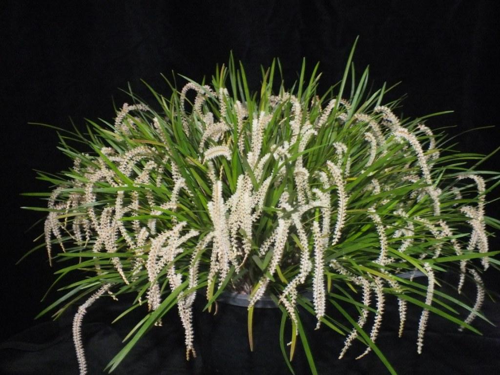 Coelogyne stenophylla