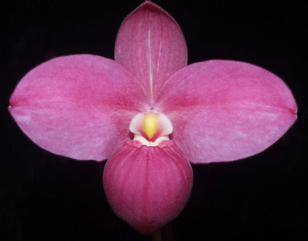 Phrag Memoria Mariza Rolando