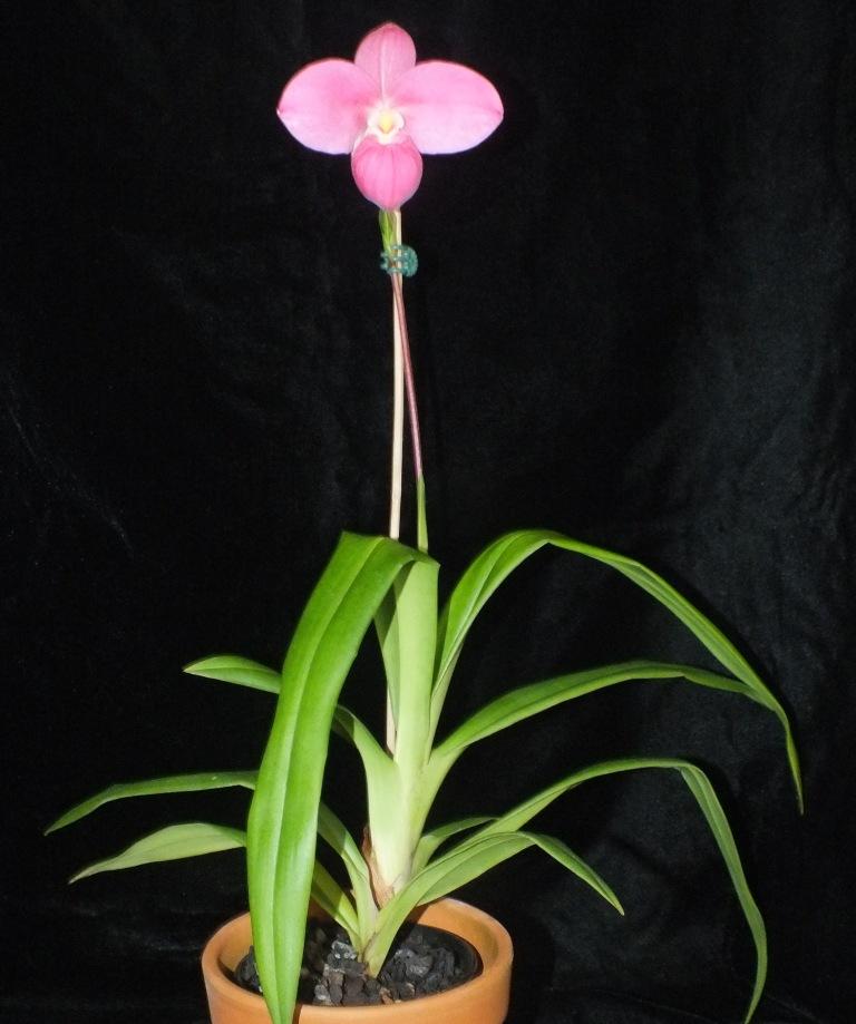 Phragmipedium Memoria Mariza Rolando - photo 2