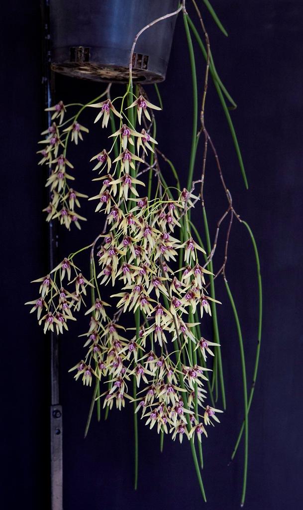 Dendrobium Amphion Veil - photo 2