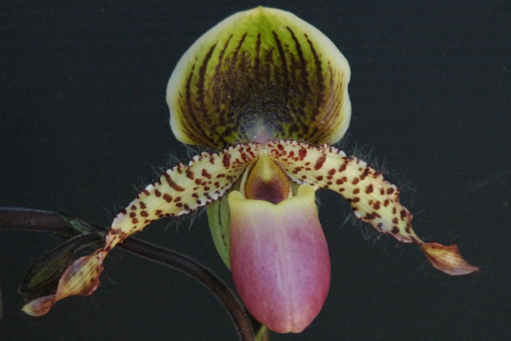 Paph Yongala