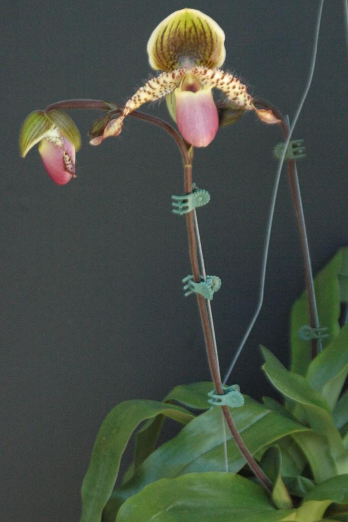 Paphiopedilum Yongala - photo 2