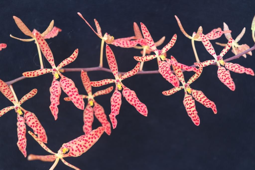 Renanthera Amayani - photo 2