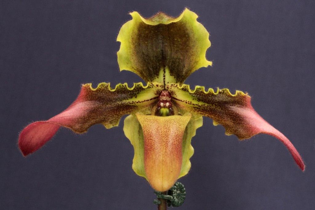 Paphiopedilum hirsutissimum