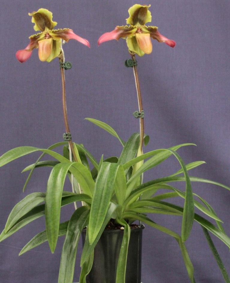 Paphiopedilum hirsutissimum - photo 2