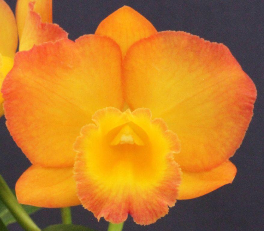 Rhyncattleanthe Redland Nugget