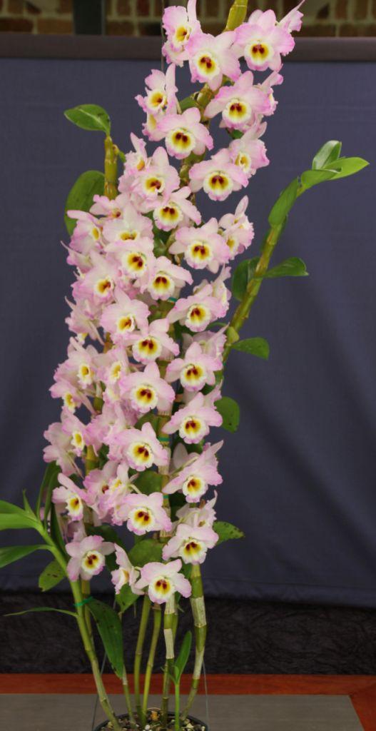 Dendrobium Pink Doll - photo 2