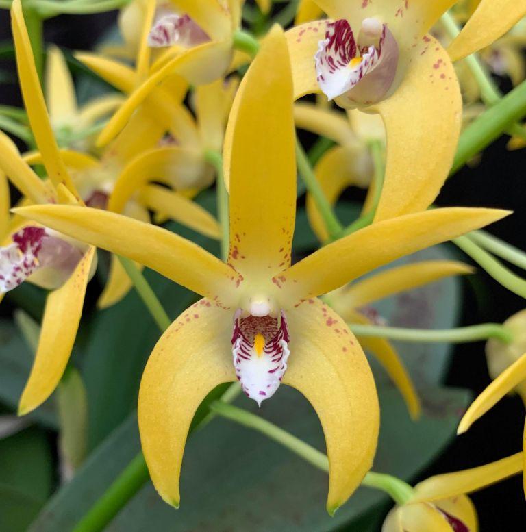 Den Brimbank Dream 'Hao's Best'