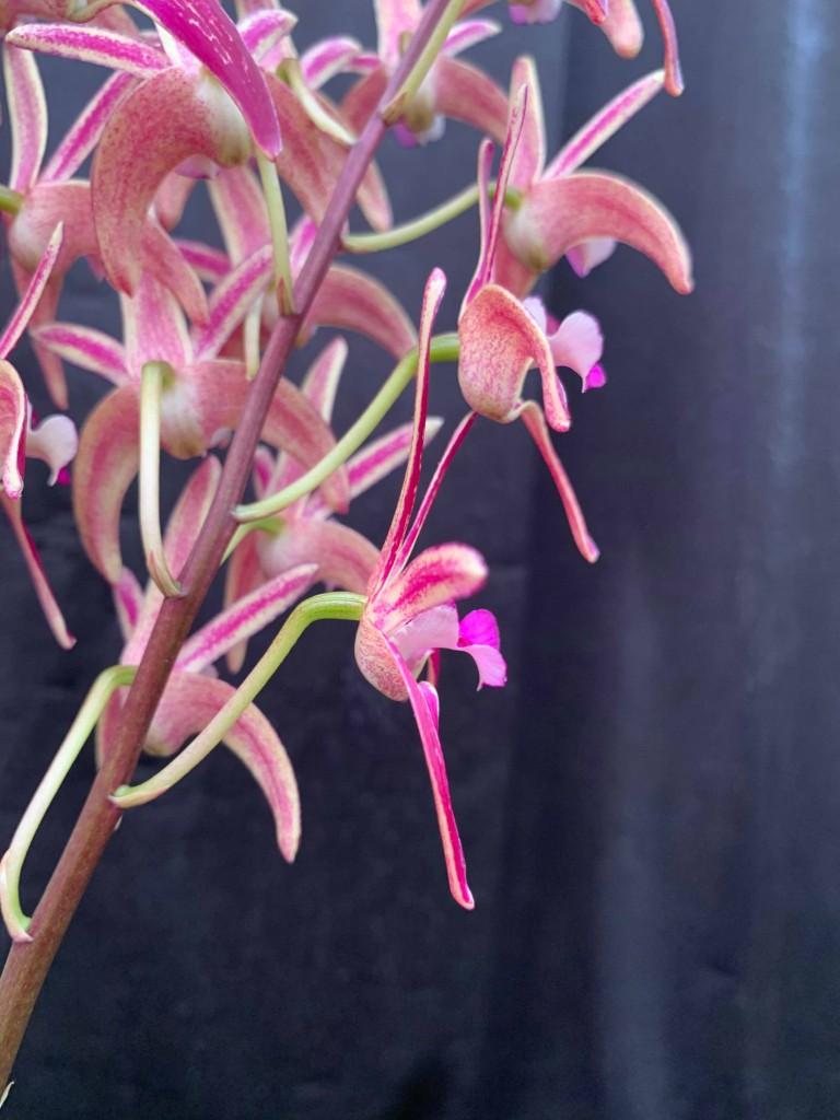 Dendrobium Speckles Sunset - photo 2