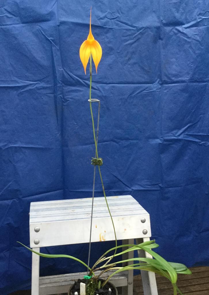 Masdevallia Falcata - photo 2