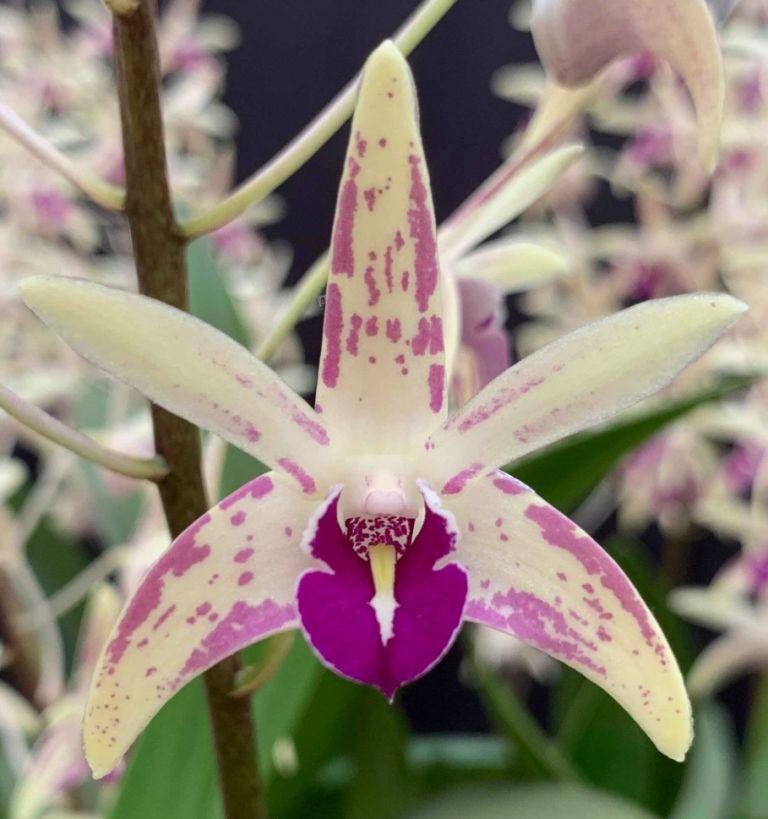 Den Australian Artist