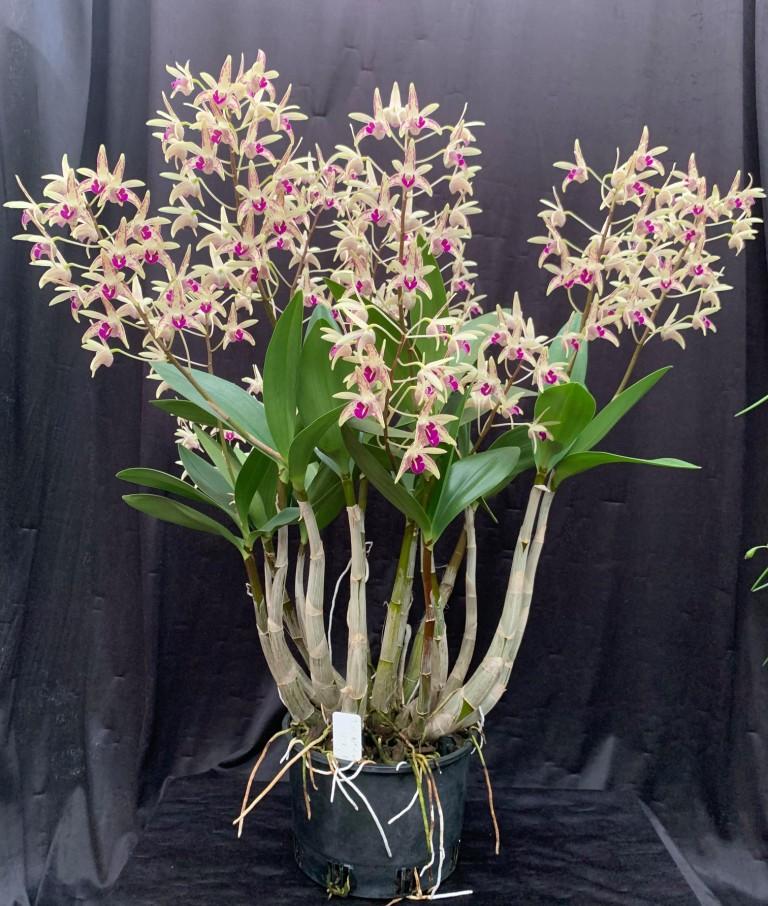 Dendrobium Australian Artist - photo 2