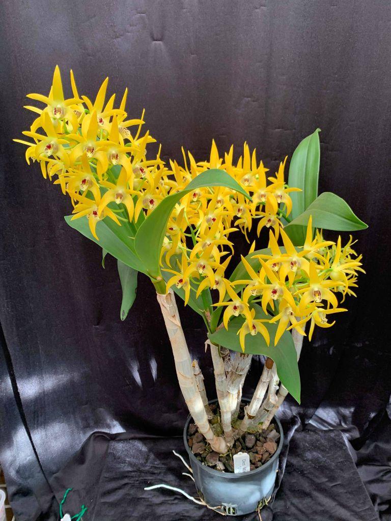 Dendrobium Midas Touch - photo 2