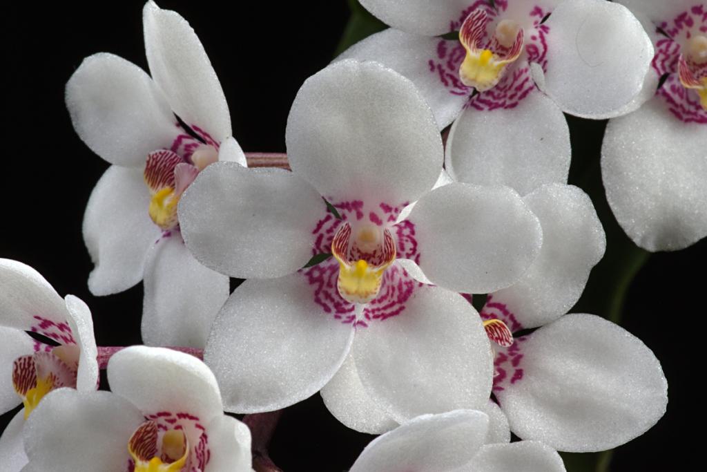 Sarcochilus hartmannii