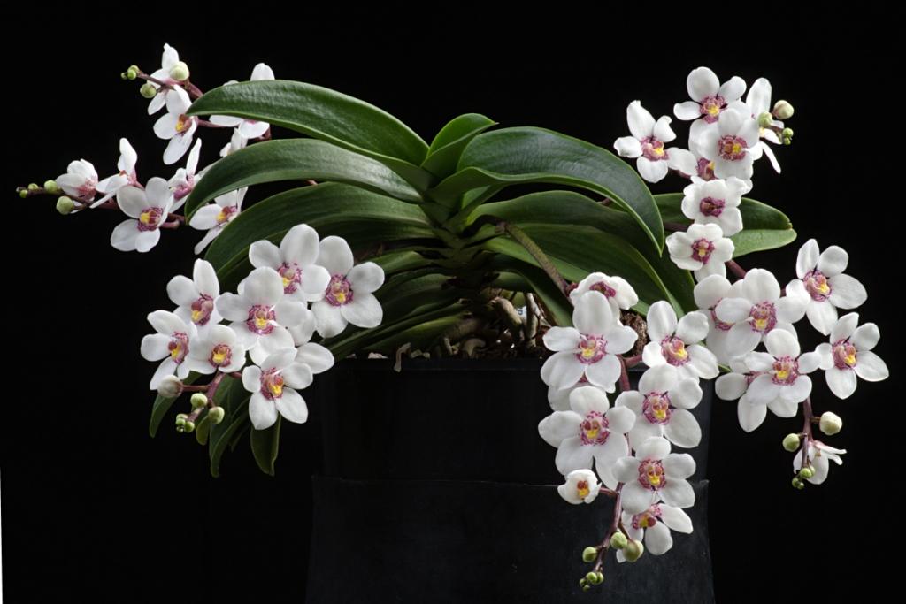 Sarcochilus hartmannii - photo 2