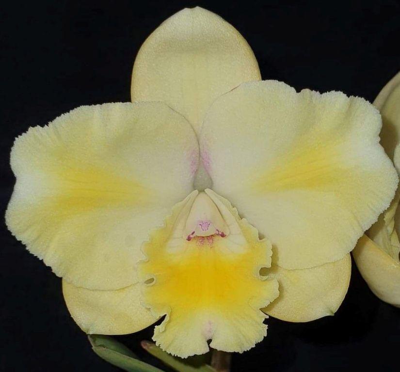 Rhyncattleanthe Rosella's Lovely Angel