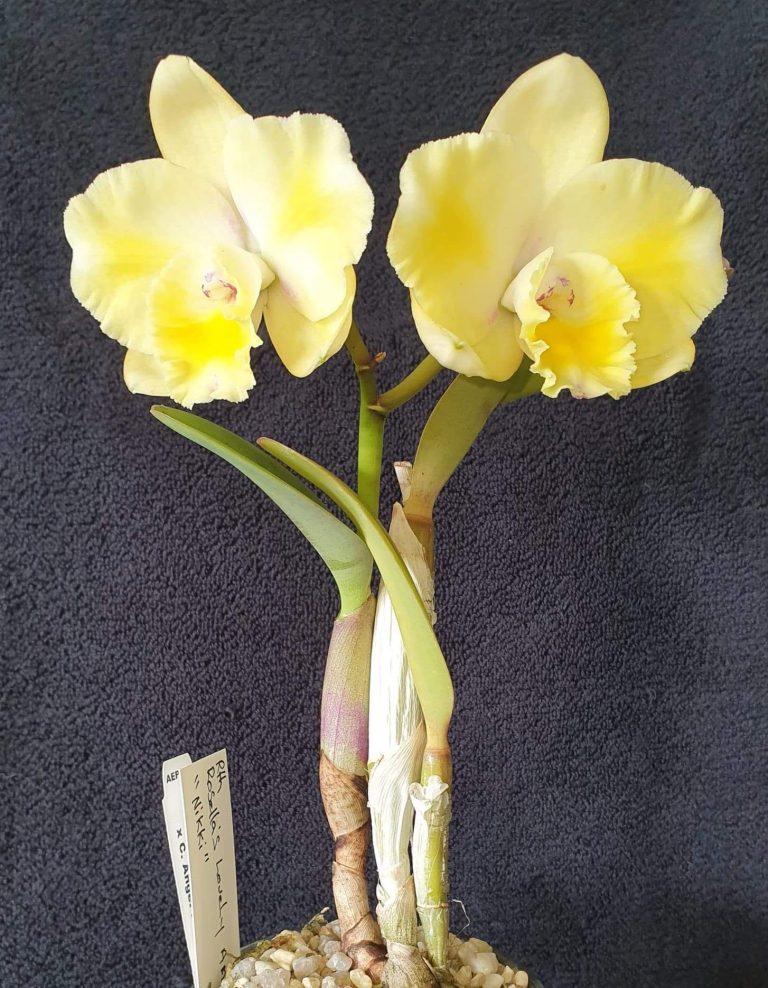 Rhyncattleanthe Rosella's Lovely Angel - photo 2