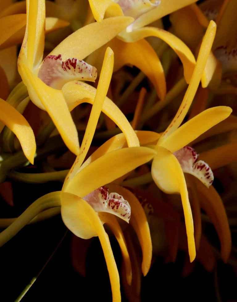 Dendrobium Cosmic Gold - photo 2