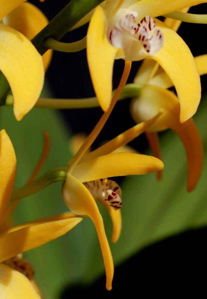 Dendrobium Brimbank Gold - photo 2