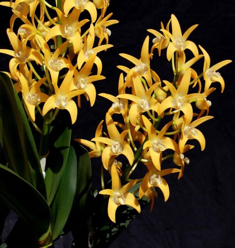 Dendrobium Brimbank Gold - photo 2