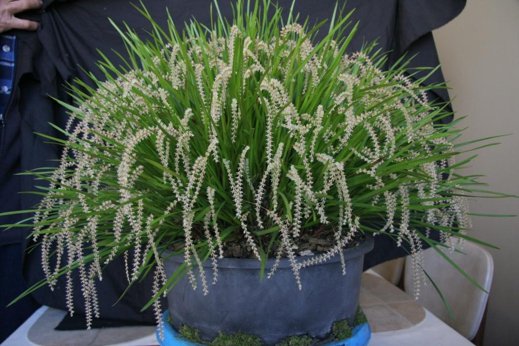 Coelogyne stenophylla