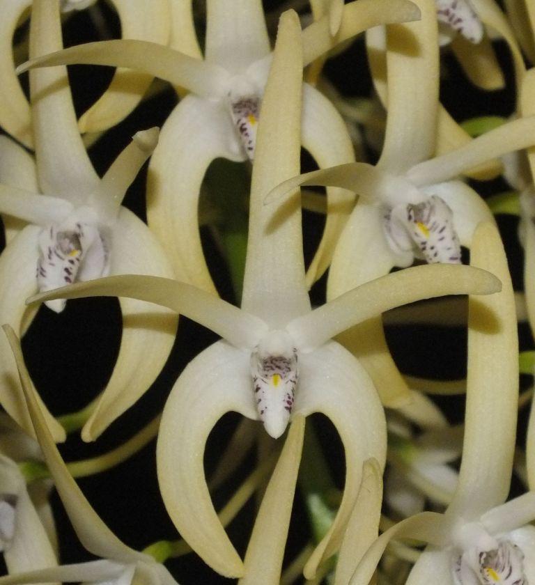 Dendrobium speciosum var. boreale - HCC/AOC