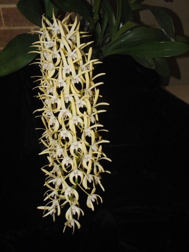 Dendrobium speciosum var. boreale - photo 2