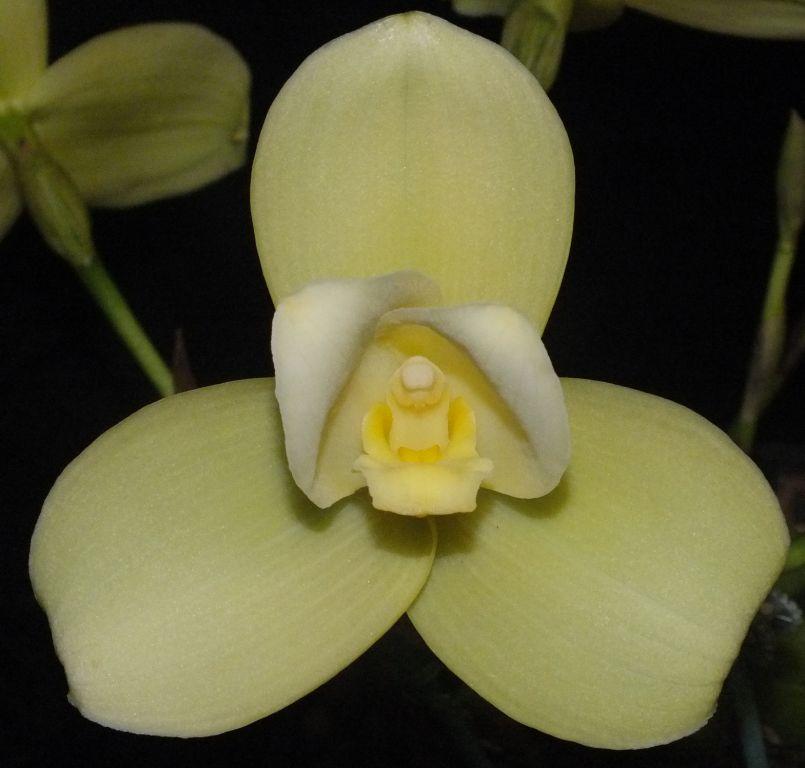 Lysudamuloa Memoria Ronald Chalmers