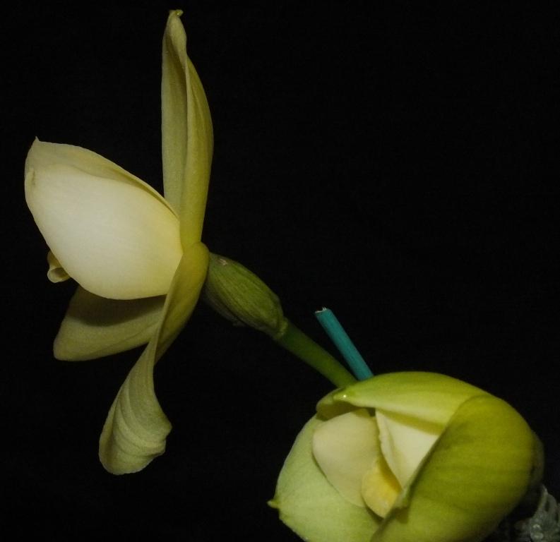 Lysudamuloa Memoria Ronald Chalmers - photo 2
