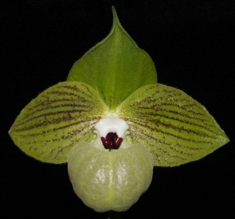 Paphiopedilum malipoense