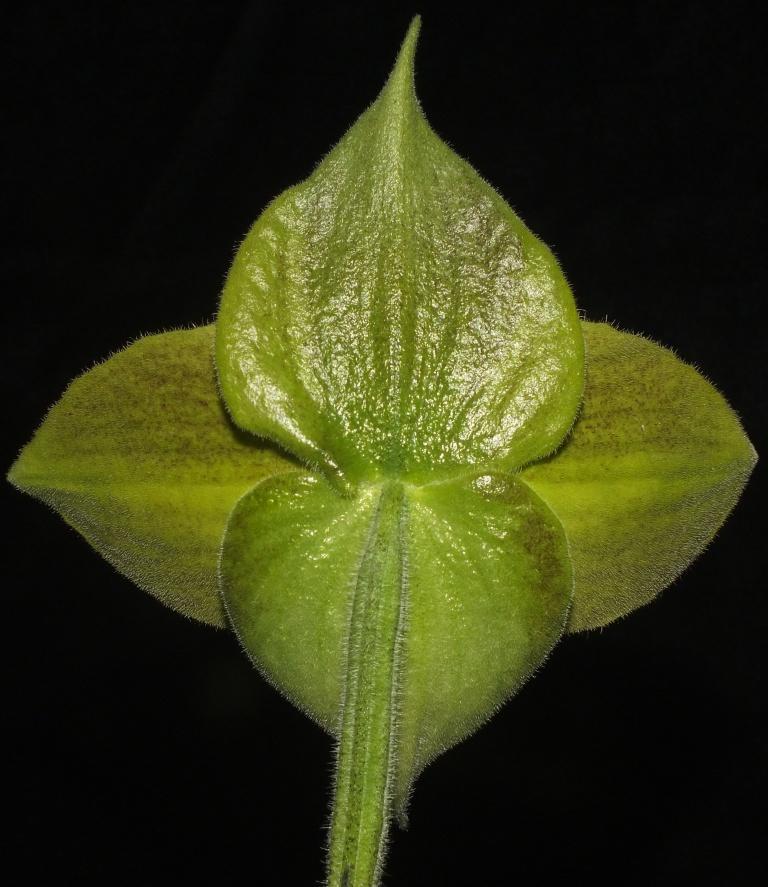 Paphiopedilum malipoense - photo 2