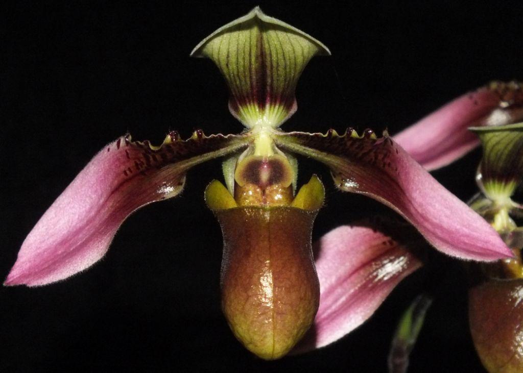 Paphiopedilum bullenianum