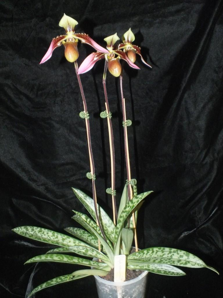 Paphiopedilum bullenianum - photo 2