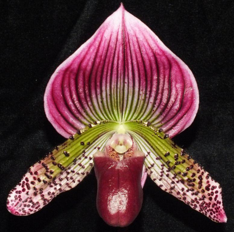 Paph Apple Flame